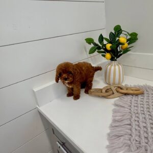 Skittles - F Cavapoo Puppy - BPPP Litter --_