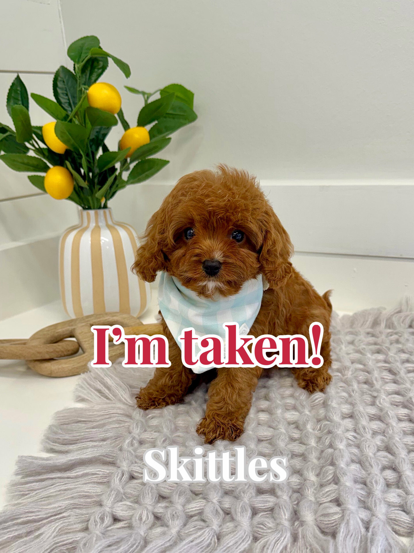 Skittles - F Cavapoo Puppy - BPPP Litter --_Forever Home in Austin- TX
