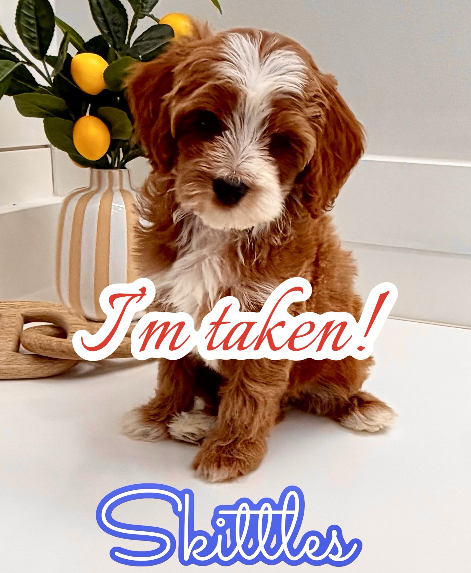 Skittles - FB Cavapoo Puppy - BPPP Litter -- - Forever Home in Johns Creek- GA