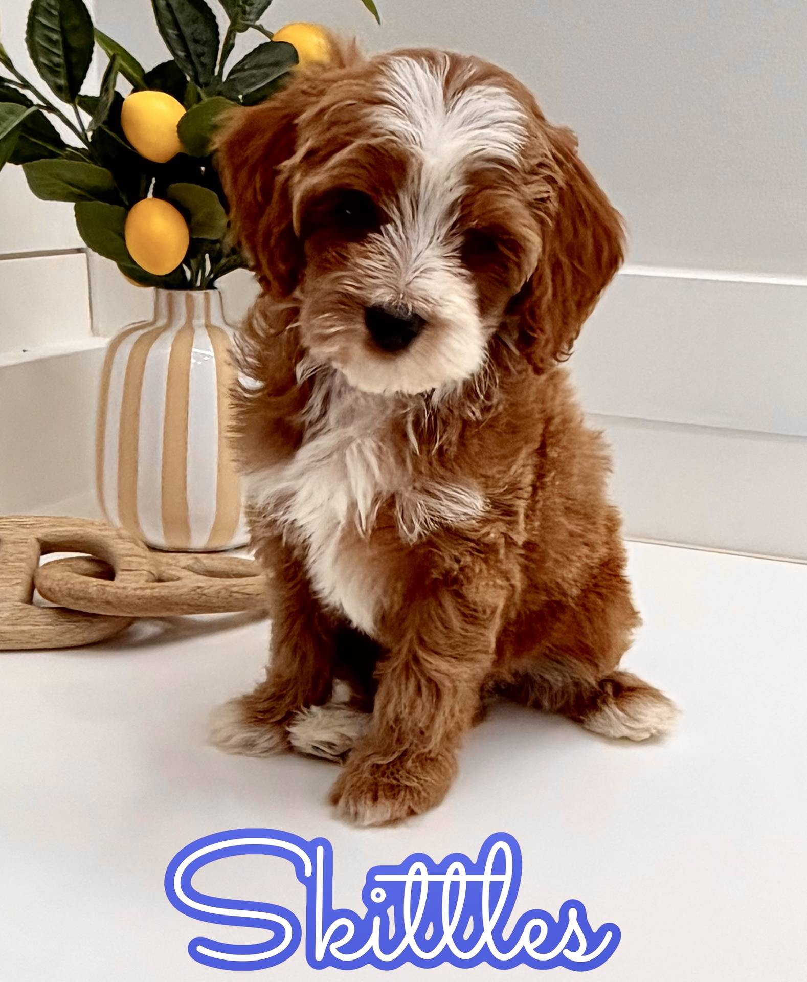 Skittles - FB Cavapoo Puppy - BPPP Litter --