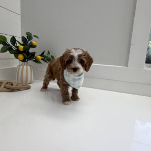 Skittles - FB Cavapoo Puppy - BPPP Litter --_-