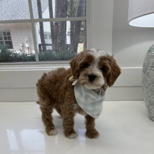 Skittles - FB Cavapoo Puppy - BPPP Litter --_-