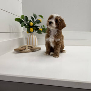 Skittles - FB Cavapoo Puppy - BPPP Litter --_-