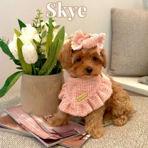 Skye - Apricot White Chest Female ICA FB Teacup Maltipoo - Boutique Petite Posh Puppies