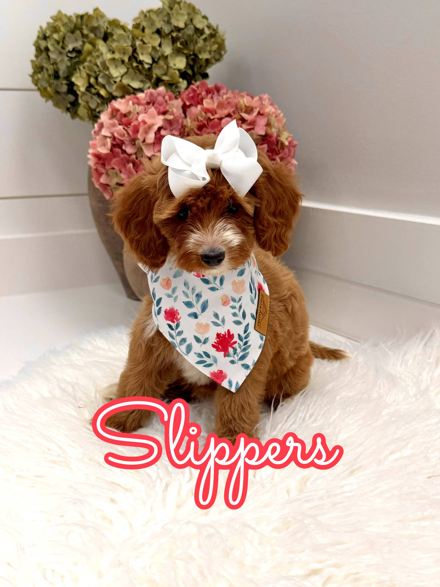 Slippers - FBB Cavapoo Puppy - Litter --_