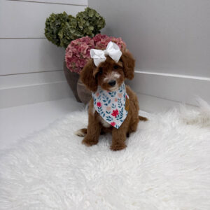 Slippers - FBB Cavapoo Puppy - Litter --_