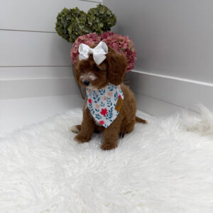 Slippers - FBB Cavapoo Puppy - Litter --_