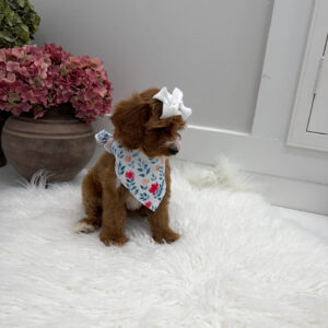 Slippers - FBB Cavapoo Puppy - Litter --_