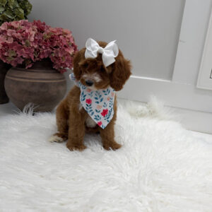 Slippers - FBB Cavapoo Puppy - Litter --_