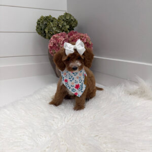 Slippers - FBB Cavapoo Puppy - Litter --_