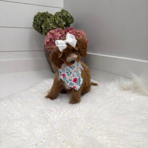Slippers - FBB Cavapoo Puppy - Litter --_