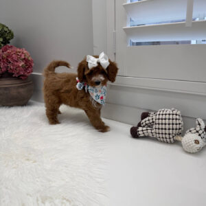 Slippers - FBB Cavapoo Puppy - Litter --_