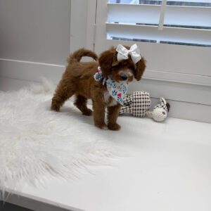 Slippers - FBB Cavapoo Puppy - Litter --_
