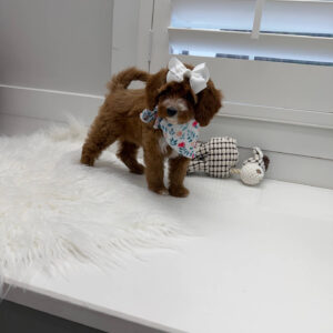 Slippers - FBB Cavapoo Puppy - Litter --_