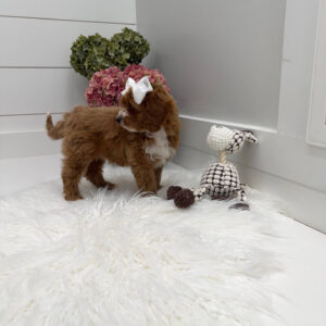Slippers - FBB Cavapoo Puppy - Litter --_