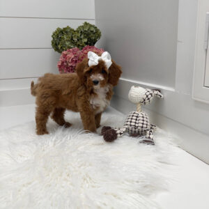 Slippers - FBB Cavapoo Puppy - Litter --_