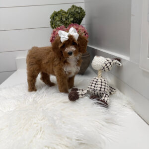 Slippers - FBB Cavapoo Puppy - Litter --_