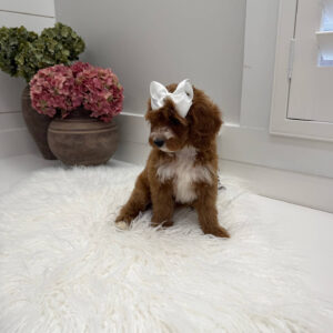 Slippers - FBB Cavapoo Puppy - Litter --_