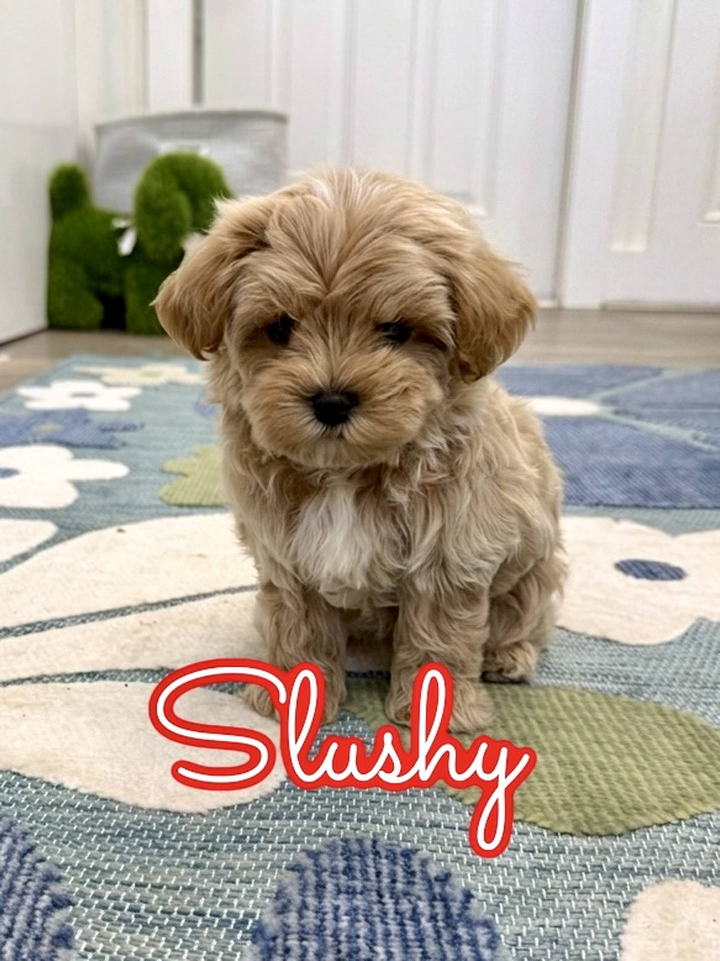 Slushy - F Maltipoo Puppy - Litter --