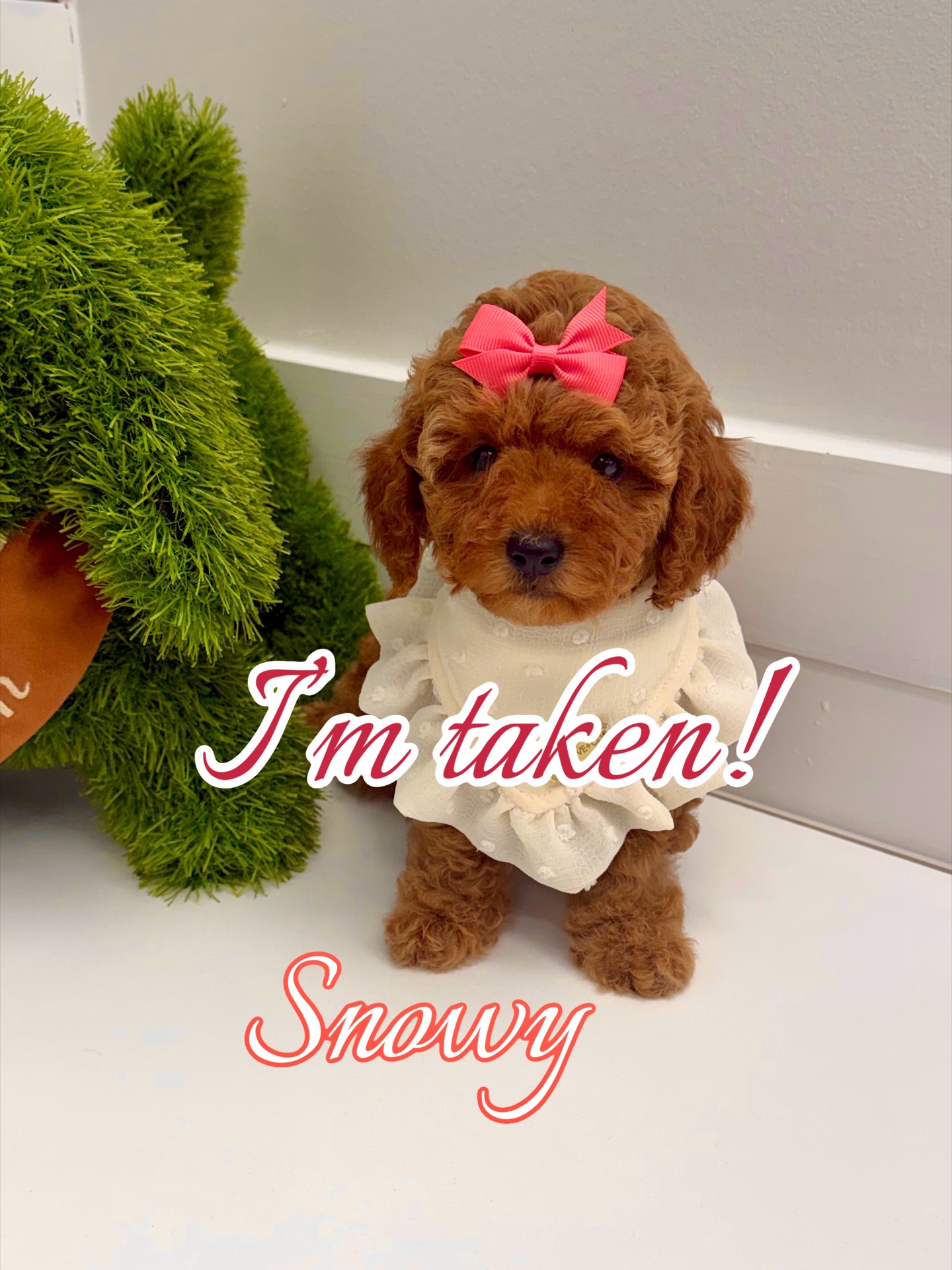 Snowy - CKC FBB Toy Micro Goldendoodle Puppy - -- Litter_Forever Home in San Francisco- CA