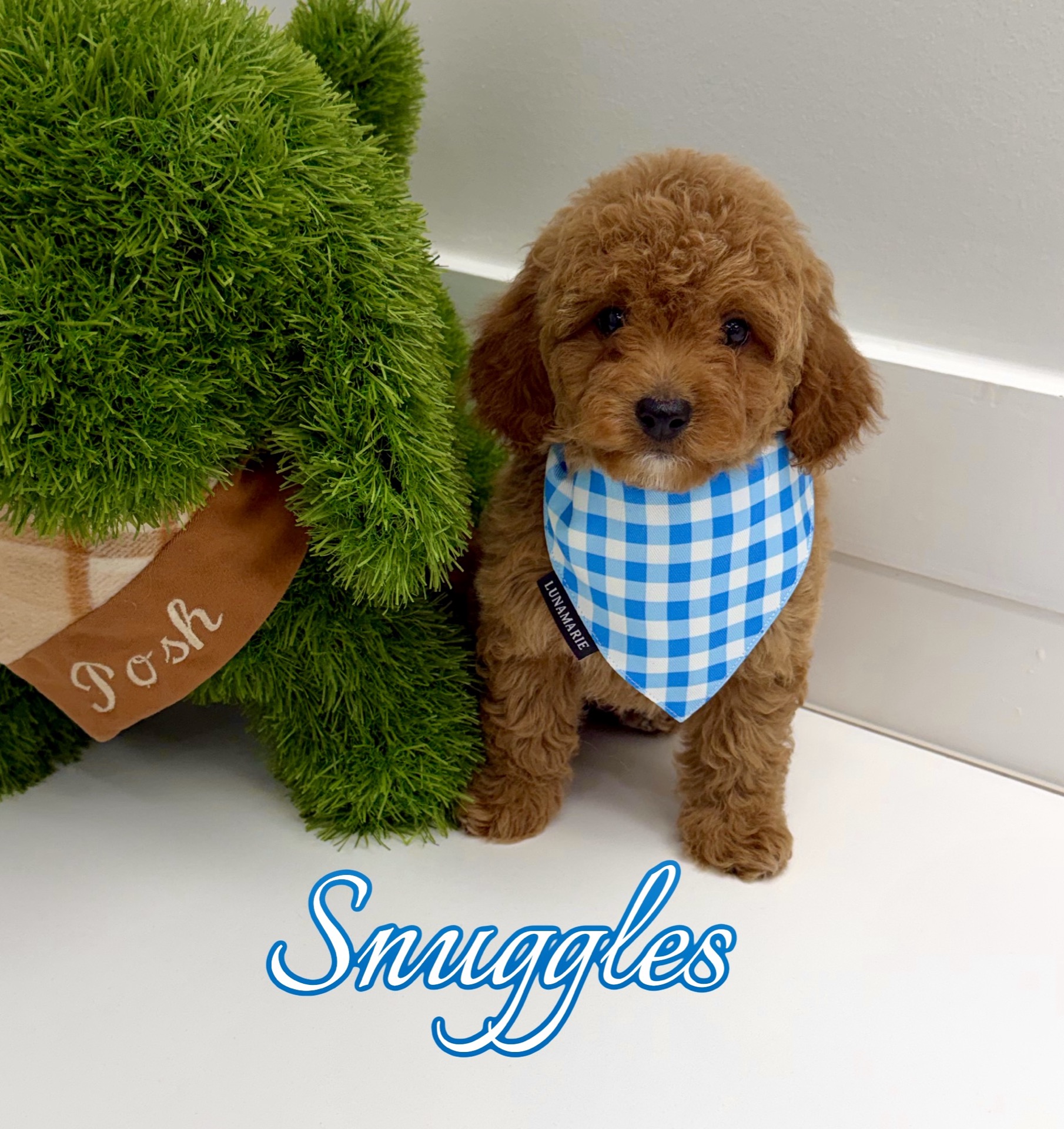 Snuggles - CKC FBB Toy Micro Goldendoodle Puppy - -- Litter