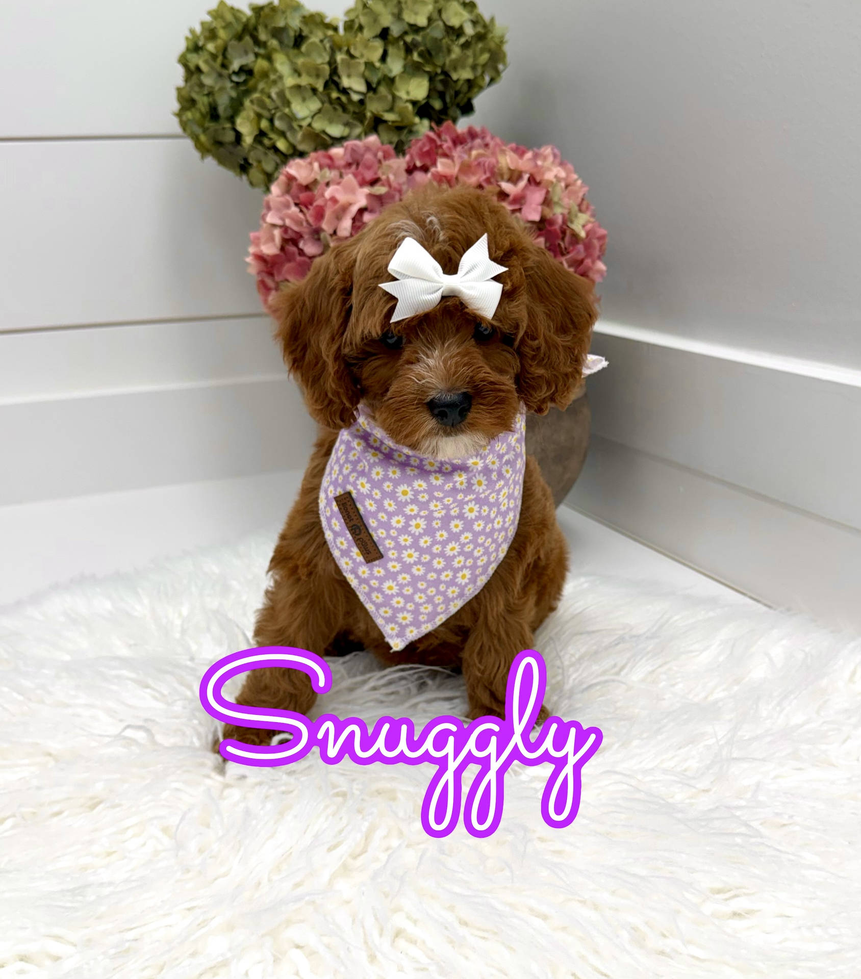 Snuggly - FBB Cavapoo Puppy - Litter --_