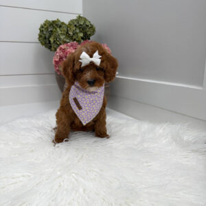 Snuggly - FBB Cavapoo Puppy - Litter --_