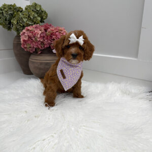 Snuggly - FBB Cavapoo Puppy - Litter --_