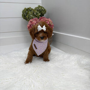 Snuggly - FBB Cavapoo Puppy - Litter --_