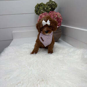 Snuggly - FBB Cavapoo Puppy - Litter --_