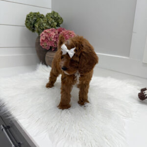 Snuggly - FBB Cavapoo Puppy - Litter --_