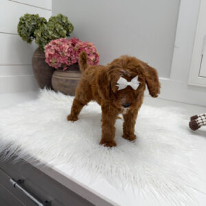 Snuggly - FBB Cavapoo Puppy - Litter --_
