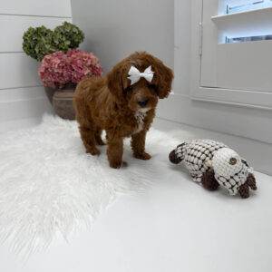 Snuggly - FBB Cavapoo Puppy - Litter --_