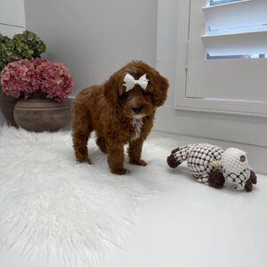 Snuggly - FBB Cavapoo Puppy - Litter --_