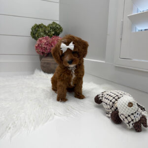 Snuggly - FBB Cavapoo Puppy - Litter --_