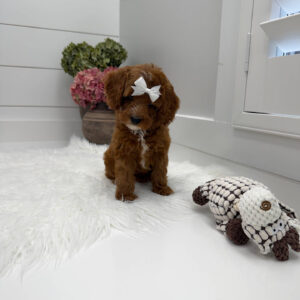 Snuggly - FBB Cavapoo Puppy - Litter --_