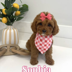 Sophia - F Cavapoo Puppy - BPPP Litter --_