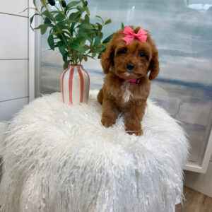 Sophia - F Cavapoo Puppy - BPPP Litter --_