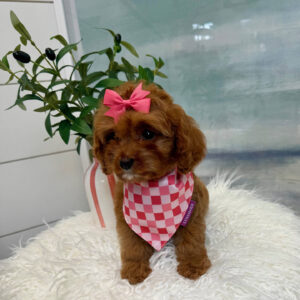 Sophia - F Cavapoo Puppy - BPPP Litter --_