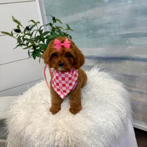 Sophia - F Cavapoo Puppy - BPPP Litter --_