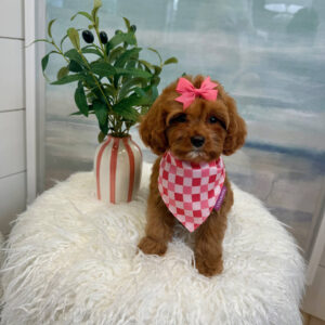 Sophia - F Cavapoo Puppy - BPPP Litter --_