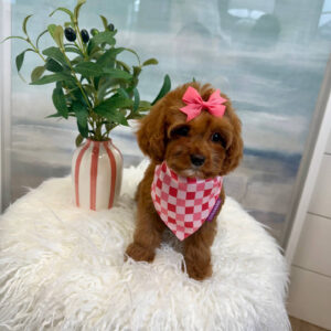 Sophia - F Cavapoo Puppy - BPPP Litter --_