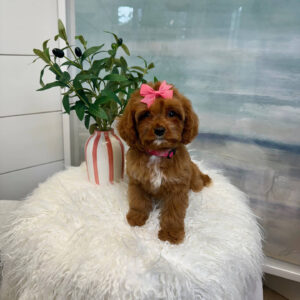 Sophia - F Cavapoo Puppy - BPPP Litter --_