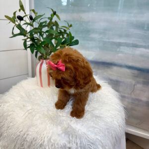 Sophia - F Cavapoo Puppy - BPPP Litter --_