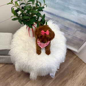 Sophia - F Cavapoo Puppy - BPPP Litter --_