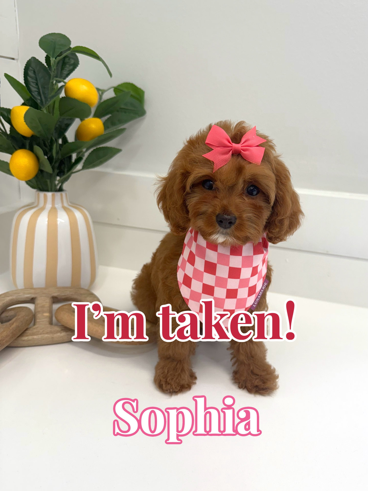 Sophia - F Cavapoo Puppy - BPPP Litter --_Forever Home in Miami- FL