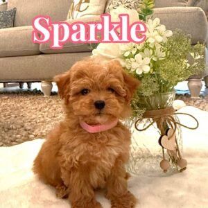 Sparkle - Apricot Female FB Tiny Toy Maltipoo - BPPP