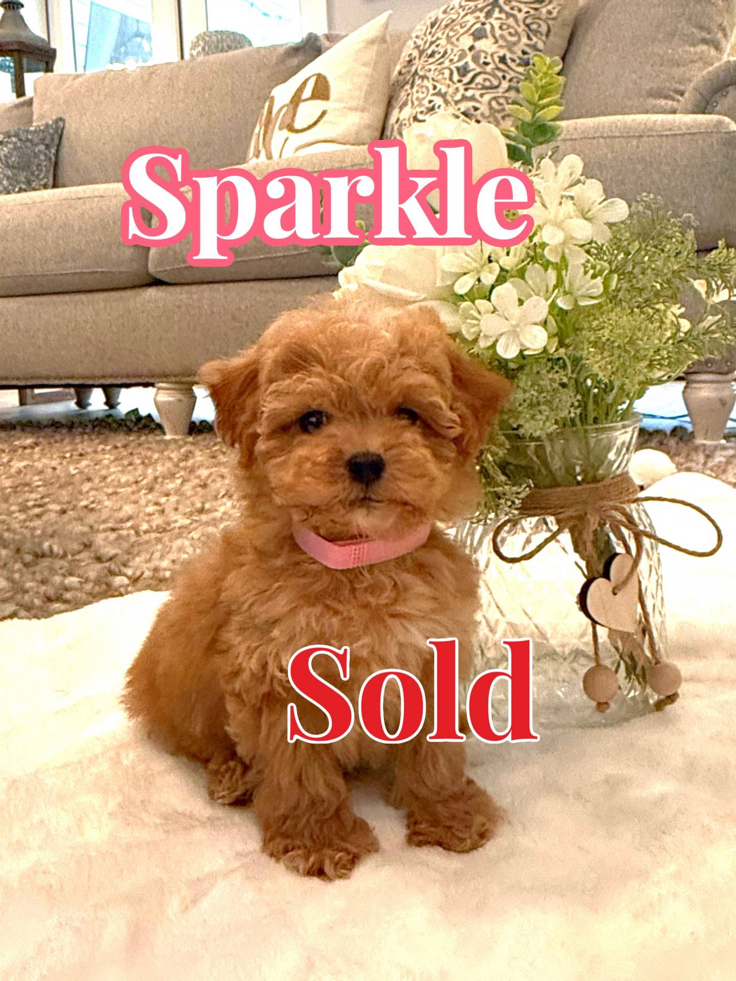 Sparkle - Apricot Female FB Tiny Toy Maltipoo - BPPP - Forever Home in El Paso- TX