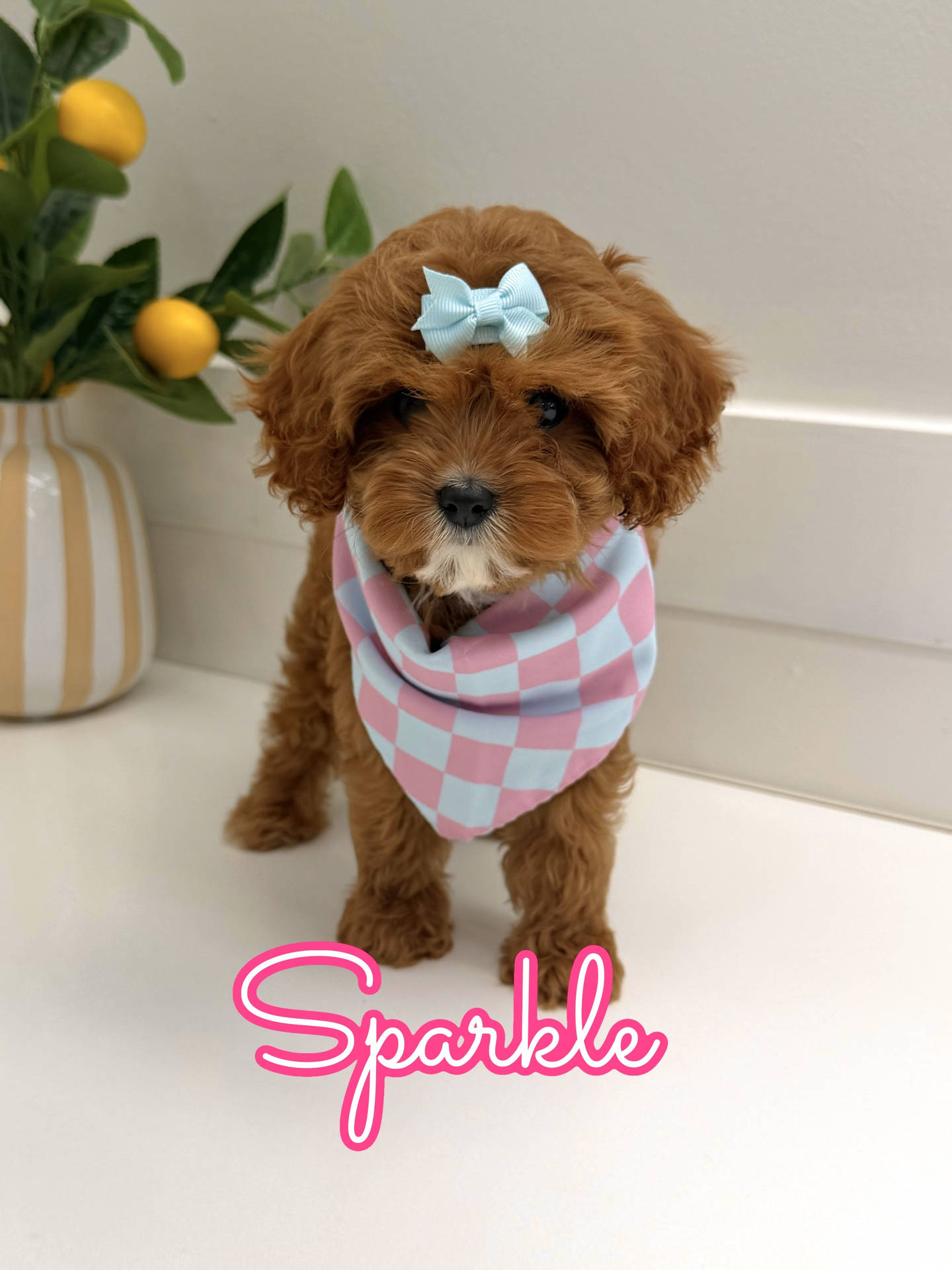 Sparkle - F Cavapoo Puppy - Litter --_