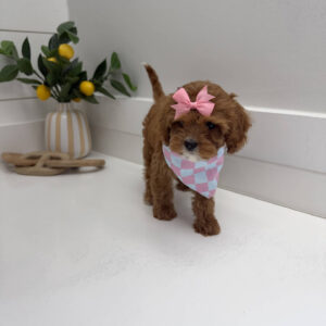 Sparkle - F Cavapoo Puppy - Litter --_